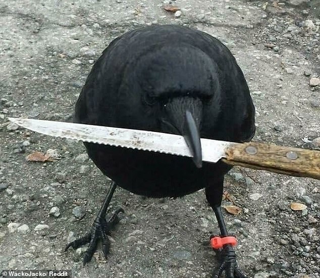 Auf einem besorgniserregenden Foto wurde eine beeindruckende Krähe mit einem sehr großen Messer im Schnabel fotografiert