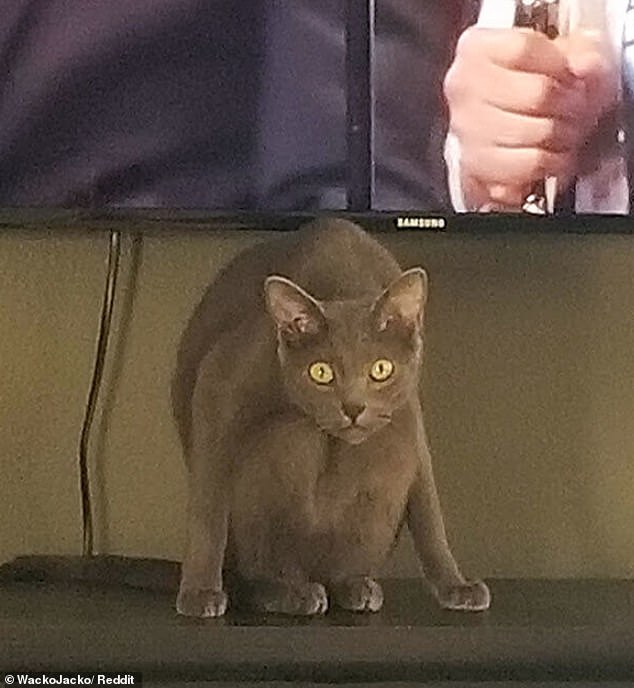 Eine graue Katze erwies sich als unheimliche Ablenkung vom Fernseher, da sie mit an die Brust gezogenen Knien starrend da saß