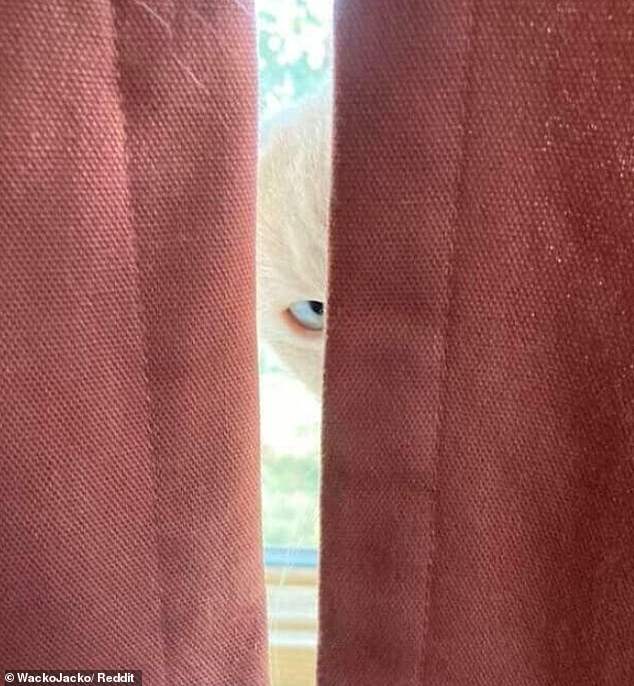 Siehst du mich an?  In einer gruseligen Überraschung starrte eine weiße Katze auf dem Fensterbrett ihren Besitzer durch die Vorhänge an