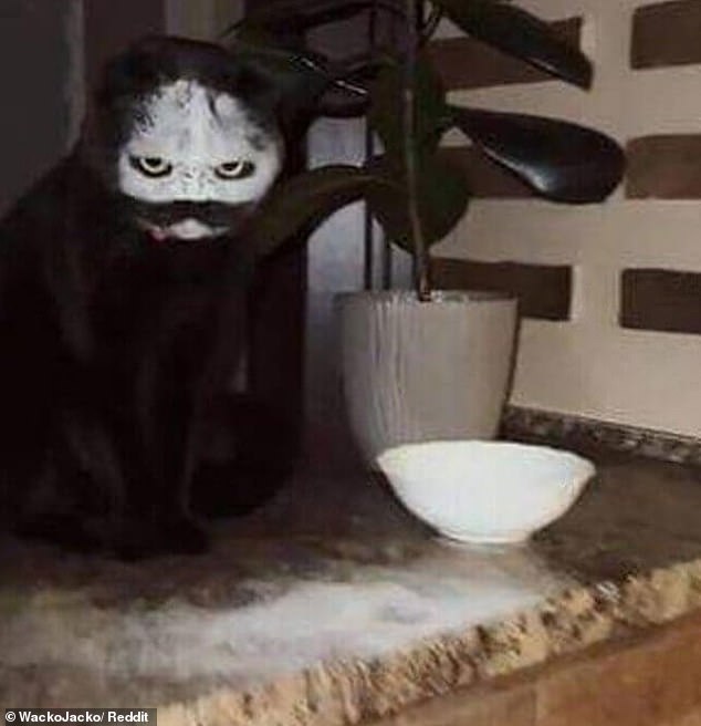 Eine schwarze Katze sieht aus wie eine gespenstische Erscheinung, nachdem sie in eine Schüssel mit Mehl gefallen ist, die zum Backen gedacht war