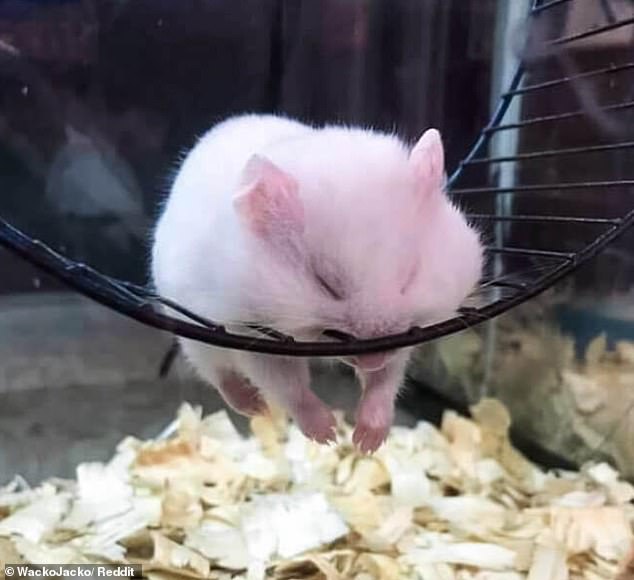 Hier ist ein Hamster in einer gruseligen Position eingeschlafen, sein Maul hat das Hamsterrad fest umklammert