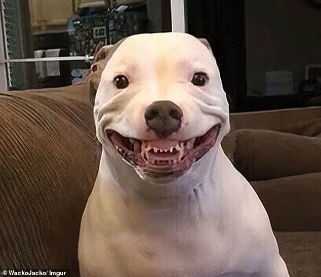 Das Maul eines Hundes verwandelt sich in ein riesiges, gruseliges Lächeln – er sieht aus, als würde er Sie mit seinen gruseligen Zähnen verschlingen