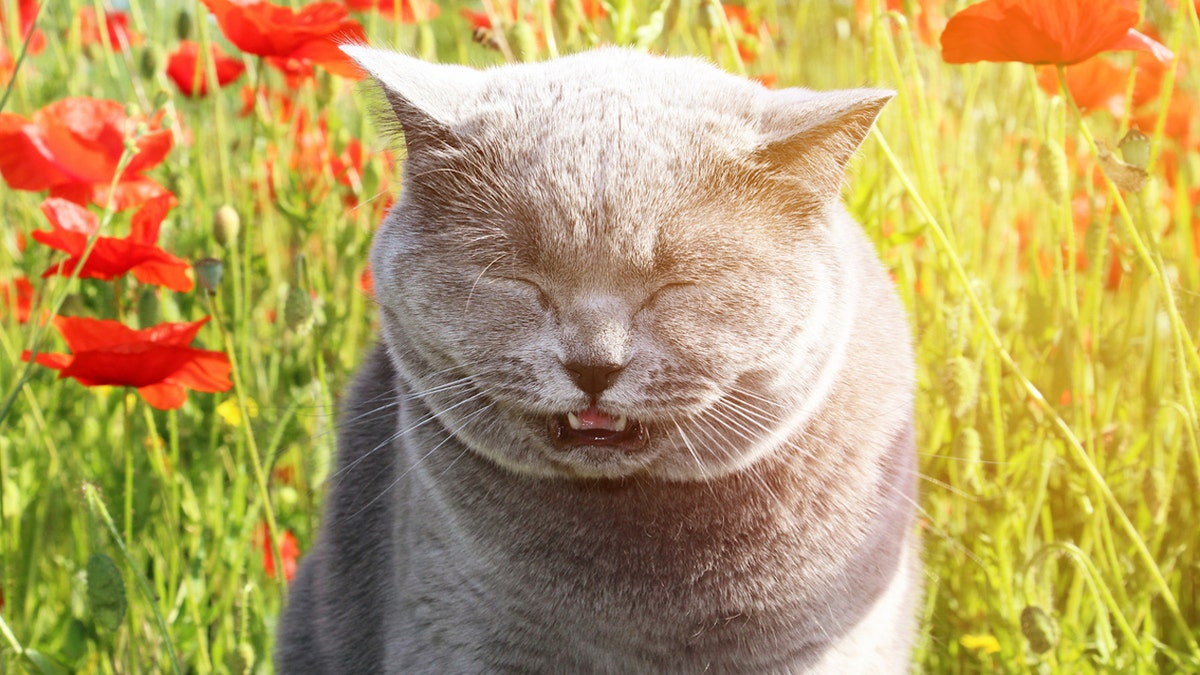 Katze niest