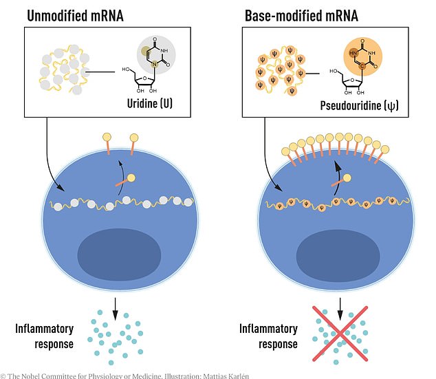 mRNA contains four different bases. The Nobel Laureates discovered that base-modified mRNA can be used to block activation of inflammatory reactions (secretion of signaling molecules) and increase protein production when mRNA is delivered to cells