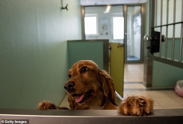 Gesundheitsbehörden sind besorgt über einen tödlichen fleischfressenden Parasiten, der von Haushunden übertragen werden könnte