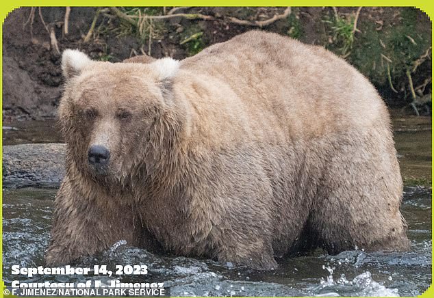 Der Gewinner der Fat Bear Week, 128 Grazer (im Bild), ist ein großes erwachsenes Weibchen mit einer langen, geraden Schnauze und blonden Ohren