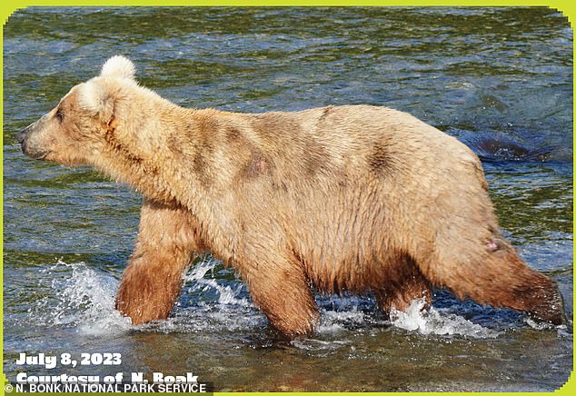Grazer ist eine wilde Bärenmutter, die erfolgreich zwei Würfe Junge großgezogen hat und viel größere Männchen angreift, um sie zu beschützen
