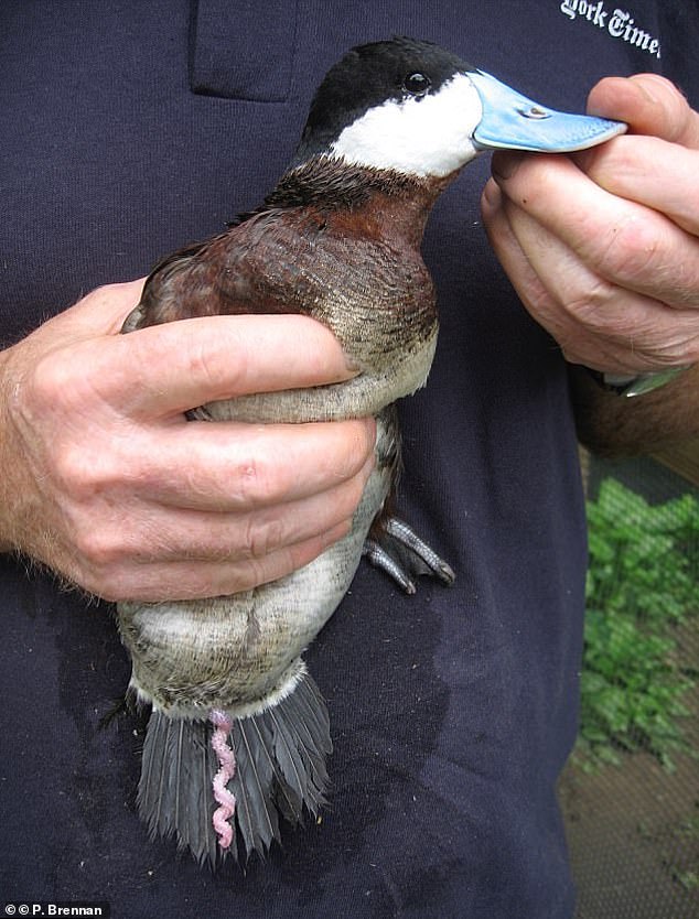 Männliche Enten sind berüchtigt für ihre bizarren Penisse (im Bild die männliche Schwarzkopfente), die korkenzieherförmig und außergewöhnlich lang sind und sich explosionsartig entfalten, wenn es Zeit zur Paarung ist