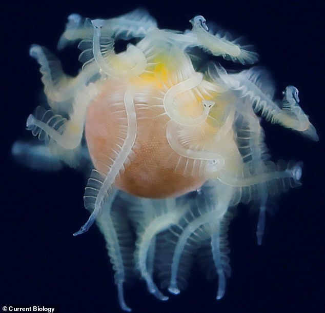 Der winzige Schwimmer, der vor der Küste Japans gefangen wurde, verblüffte Experten, die sich nicht sicher waren, ob es sich um einen Wurm, ein Weichtier oder ein Krebstier handelte