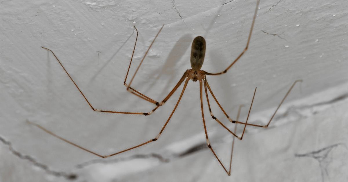 Eine Spinne mit langen Beinen in einem Keller