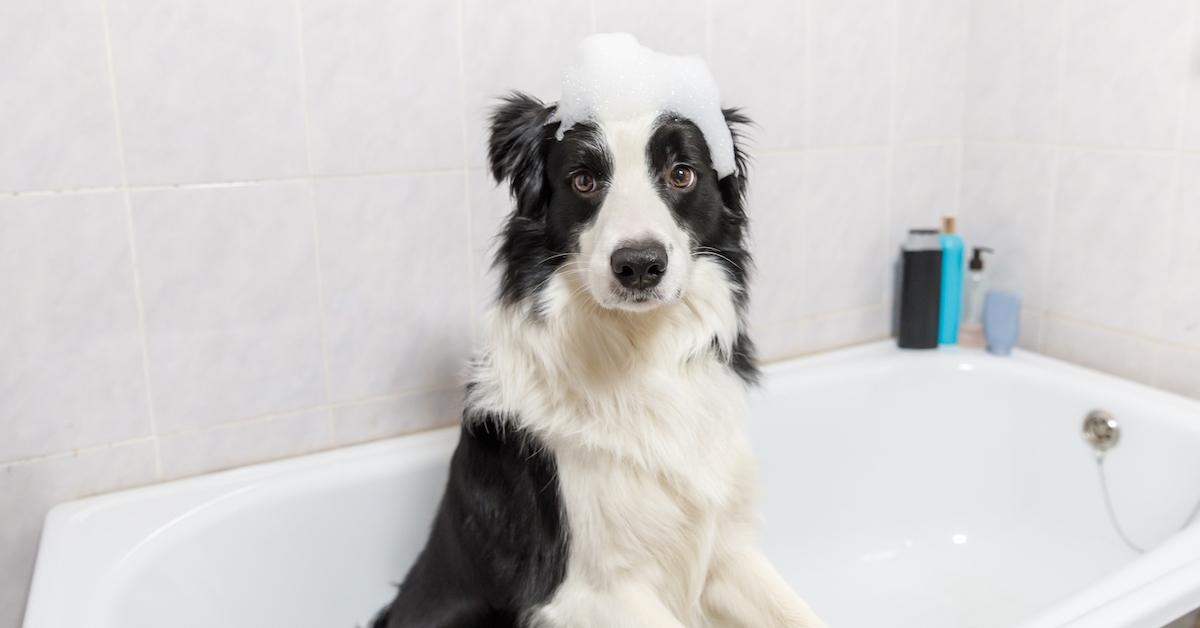 Ein Hund in einer Badewanne