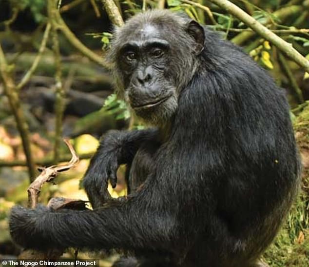 Entdeckung: Schimpansen gehören zu einer Handvoll Arten, die die Wechseljahre auf die gleiche Weise durchlaufen wie Menschen, wie eine neue Studie ergab