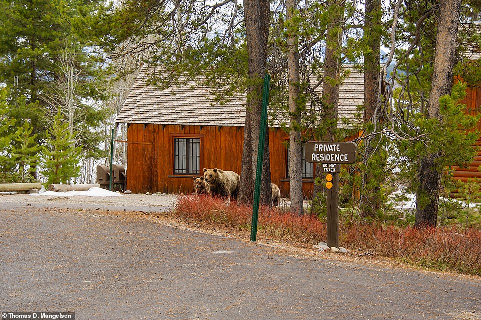 Auf diesem Bild: „Grizzly 610 [one of 399's adult cubs] und ihre drei Jungen kommen an der historischen Brinkerhoff Lodge am Ufer des Jackson Lake vorbei, wo berühmte Besucher wie John F. Kennedy übernachtet haben“, heißt es im Buch