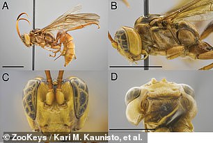 Weitere Bilder des identifizierenden weiblichen „Holotyps“ der neuen Wespe