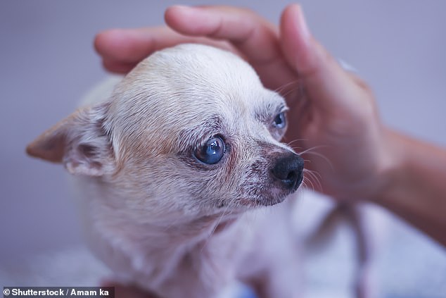 Sie werden oft als „bester Freund des Menschen“ bezeichnet, doch eine neue Studie hat ergeben, dass nicht alle Hunde gleich alt sind, wenn es ums Alter geht.  (Stockbild von Chihuahua)