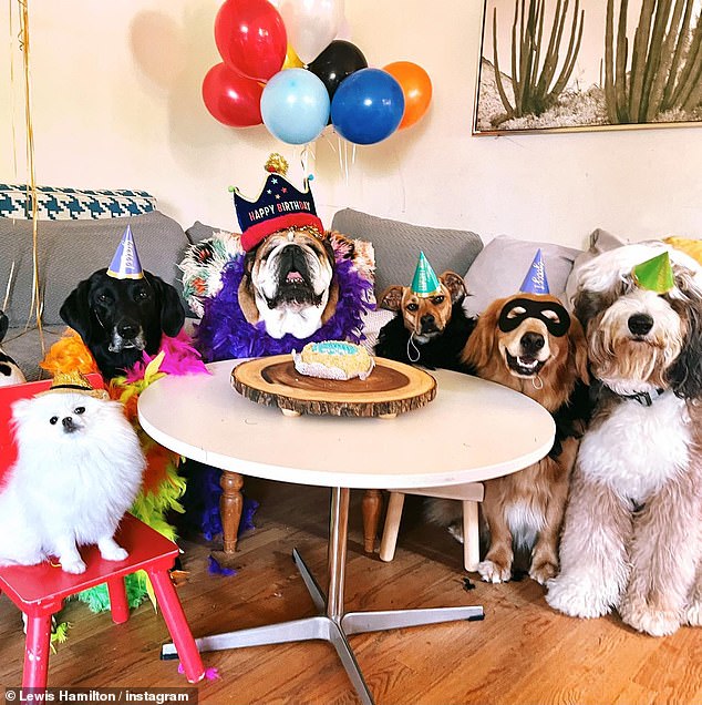 Geburtstagskind!  An anderer Stelle in dieser Woche veranstaltete Lewis für seine geliebte Bulldogge Roscoe eine Party zum 11. Geburtstag, komplett mit Partyhüten und Heliumballons