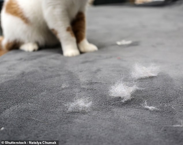 Ein krimineller Katzenbesitzer könnte theoretisch mithilfe von Katzenhaaren, die von seiner Kleidung gebürstet wurden, an den Tatort gebracht werden (Archivbild)
