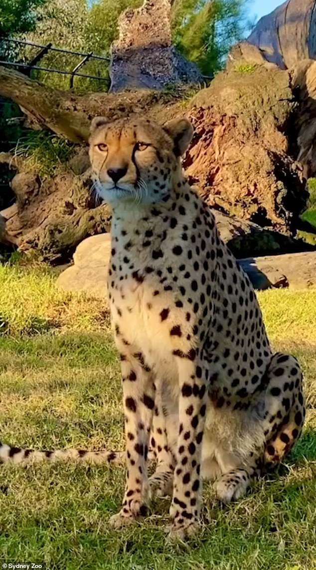 Die Menschen waren schockiert über ein Video, das zeigt, wie Geparden wie Hauskatzen miauen, anstatt wie andere Großkatzen wie Löwen zu brüllen
