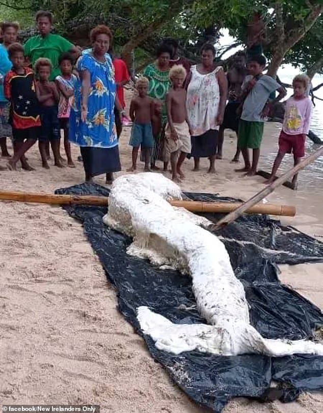 Eigenartig: Diese mysteriöse Kreatur – auch „Meerjungfrauen-Globster“ genannt – sorgte letzten Monat für großes Aufsehen, als sie an einem Strand in Papua-Neuguinea angespült wurde