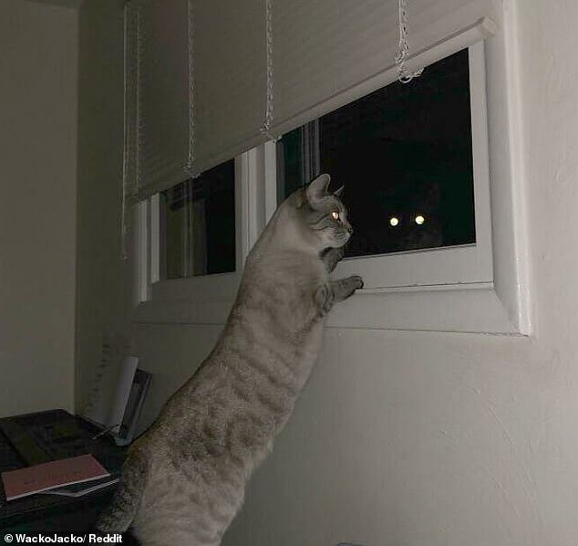 Auge-Auge!  Eine spätnächtliche Begegnung zwischen zwei Katzen erschreckte einen Besitzer, als nur die Augen der besuchenden Katze zu sehen waren