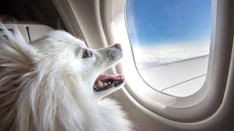 Ein kleiner flauschiger weißer Hund lächelt vor einem Flugzeugfenster.