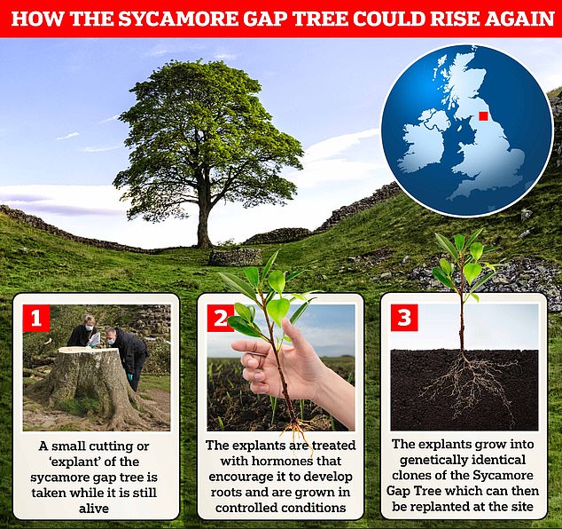Durch eine Technik namens klonale Vermehrung könnte es möglich sein, den Sycamore Gap Tree zu retten und ihm ein Überleben bis weit in die Zukunft zu ermöglichen