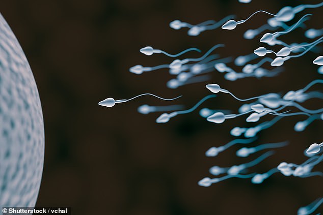 Forscher der Universität Kyoto fanden heraus, dass die Geißeln oder der Schwanz der Spermien die Wirkstoffe vorantreiben, indem sie ihre Form ändern, um mit der Flüssigkeit zu interagieren