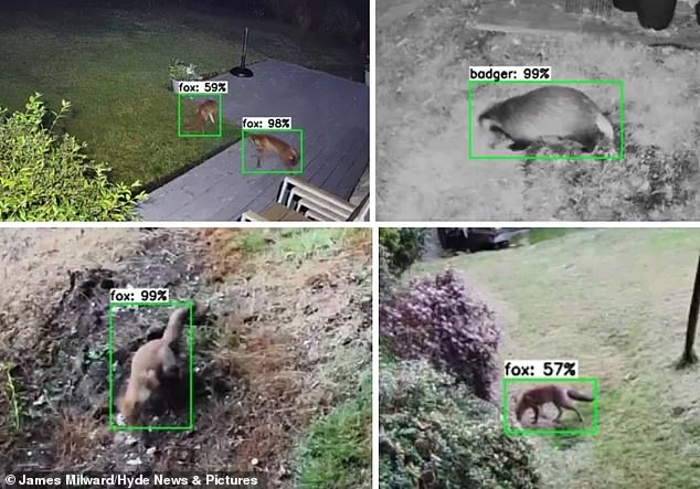 Der IT-Experte trainierte eine Software mit künstlicher Intelligenz (KI), damit diese Füchse und Dachse im Livestream seiner Ring-Smart-Kamera identifizieren konnte