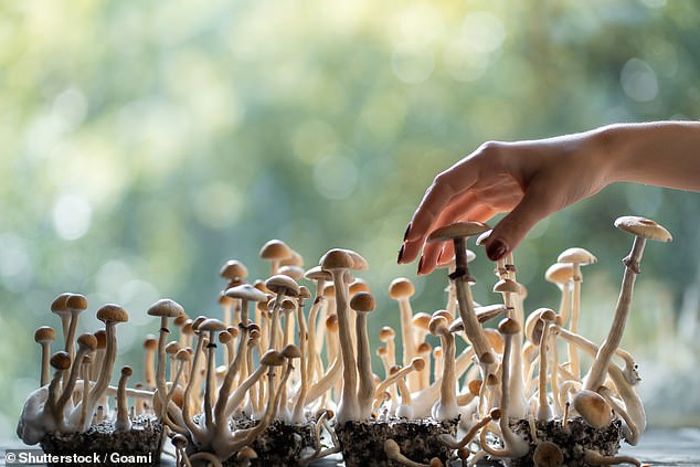 Psilocybin, the psychoactive ingredient in mushrooms, is the most common psychedelic compound used in clinical research