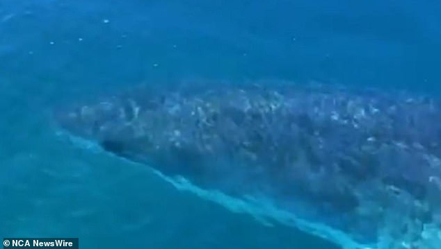 Ein Surfer wurde an einem abgelegenen Strand von einem 4,2 Meter großen Monsterhai zu Tode geprügelt, wie Zeugen berichteten (im Bild ist ein Hai zu sehen, der kurz darauf in der Gegend gesichtet wurde).