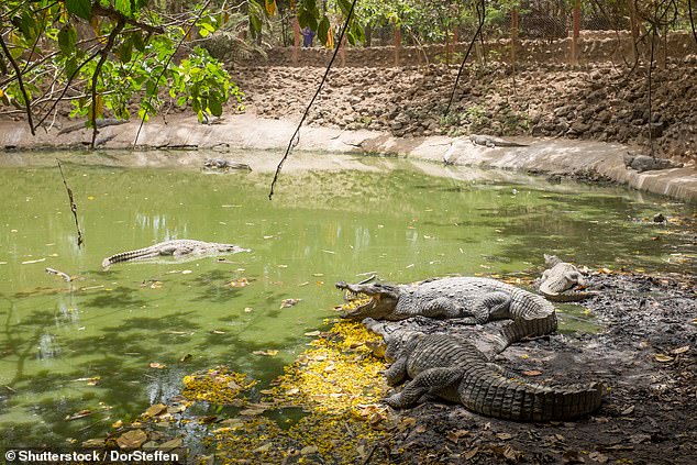 Machen Sie einen Ausflug zum Kachikally Crocodile Pool (oben), während Sie im All-Inclusive-Resort Sunbeach Hotel in Gambia übernachten