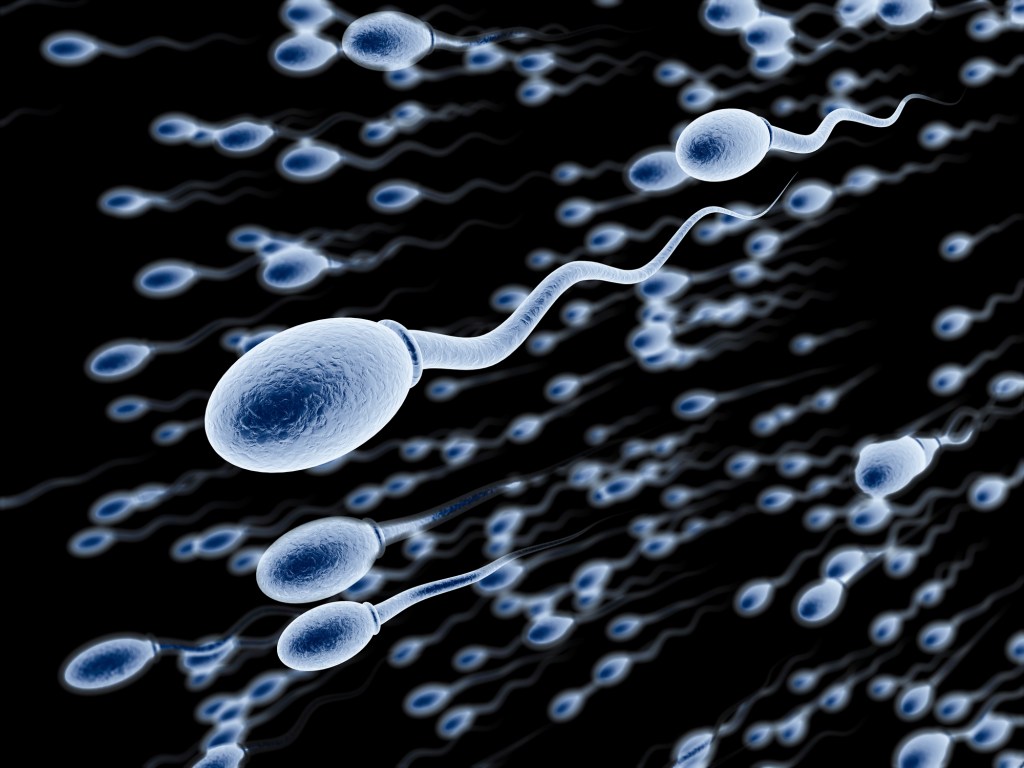 Schwimmende Spermien 