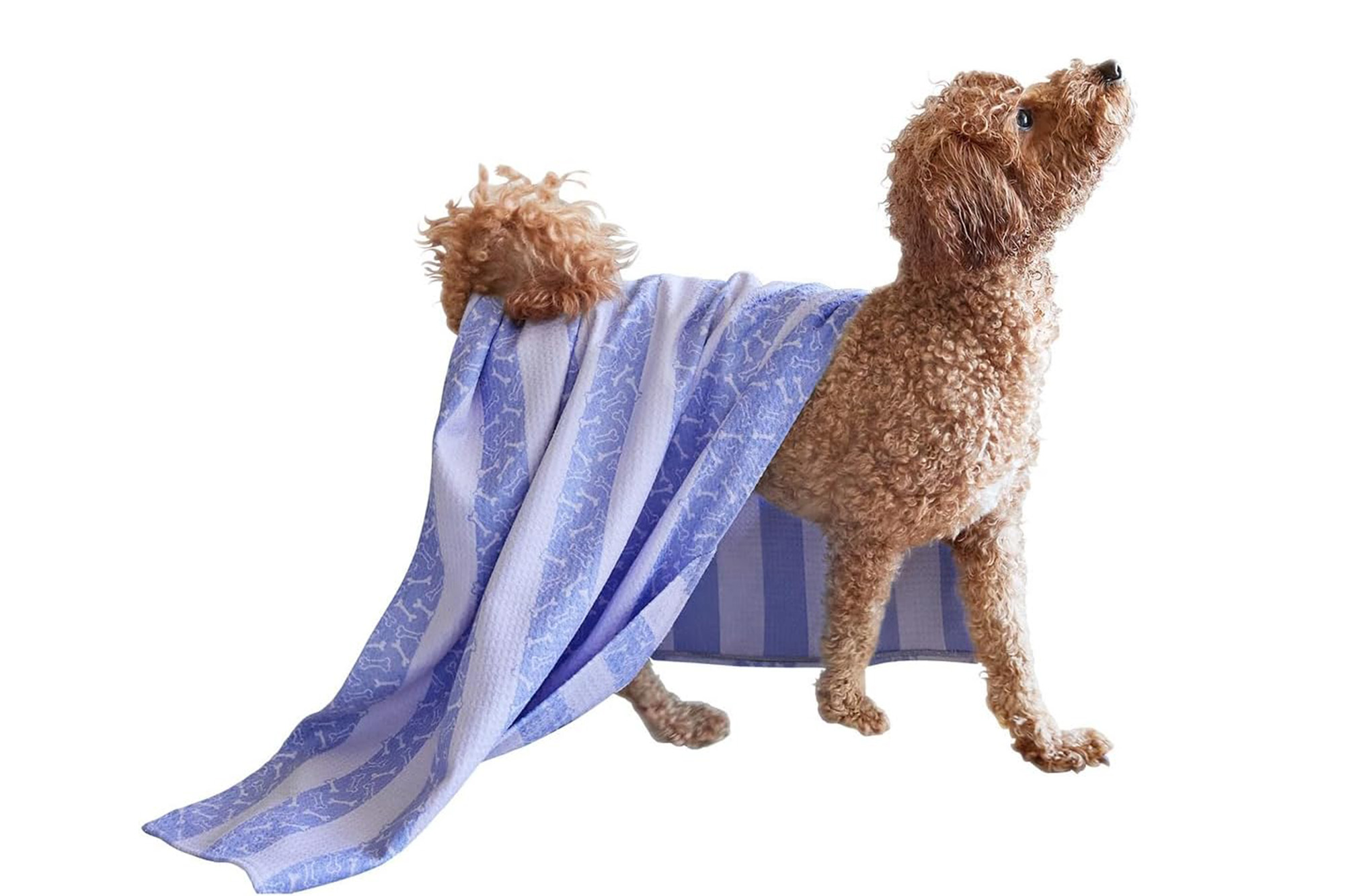 Ein Hund mit einem hellblauen Handtuch 