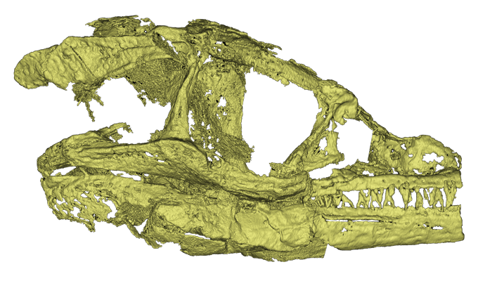 An image of a 3-D view of the crocodile skull incased in mudstone.
