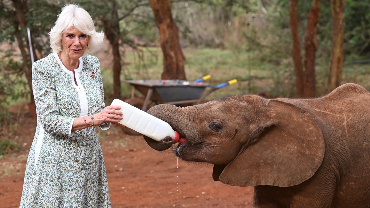 Königin Camilla füttert in Kenia ein Elefantenbaby