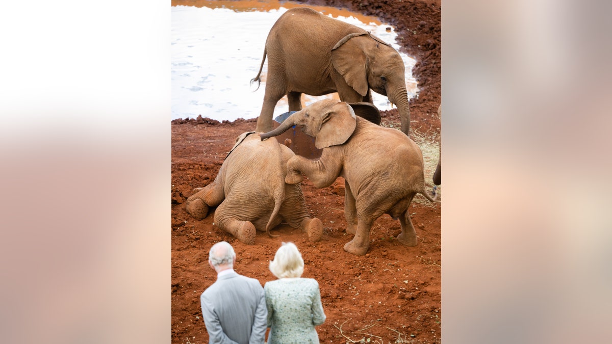 König Charles, Königin Camilla, beobachtet Elefanten beim Schlammbad