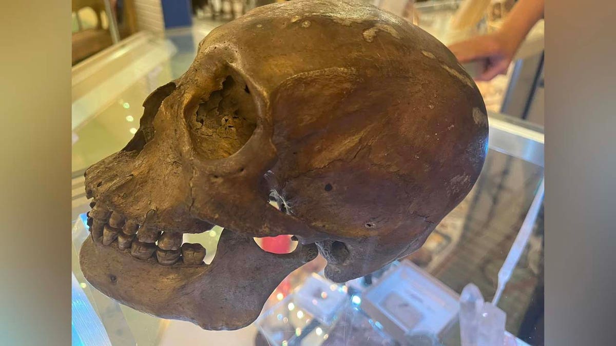 Nach Angaben der Polizei wurde dieser menschliche Schädel in einem Gebrauchtwarenladen in Florida gefunden