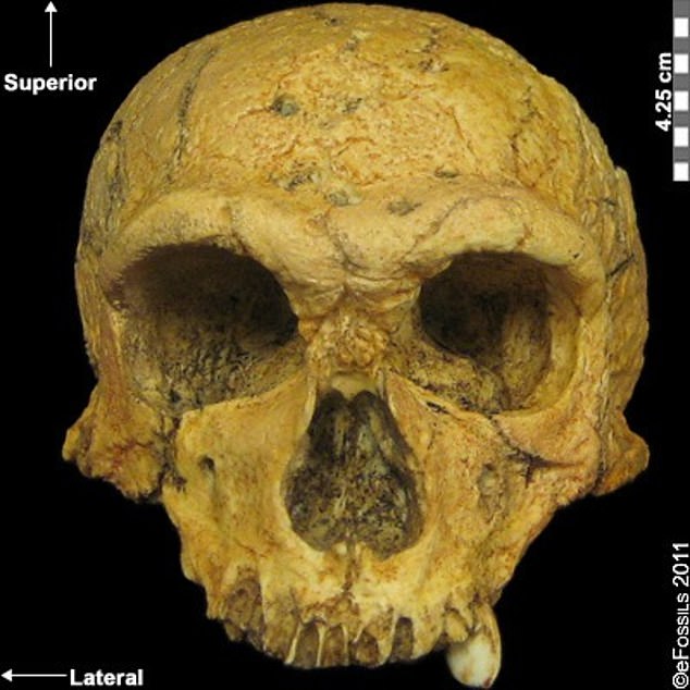 Der Schädel, der 1908 in La Chappelle-aux-Saints gefunden wurde, weist einen nahezu vollständigen Unterkiefer und Schädel auf