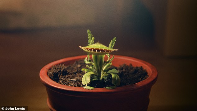 The ad shows the little plant growing into an animated - and at times overly spirited - Venus flytrap