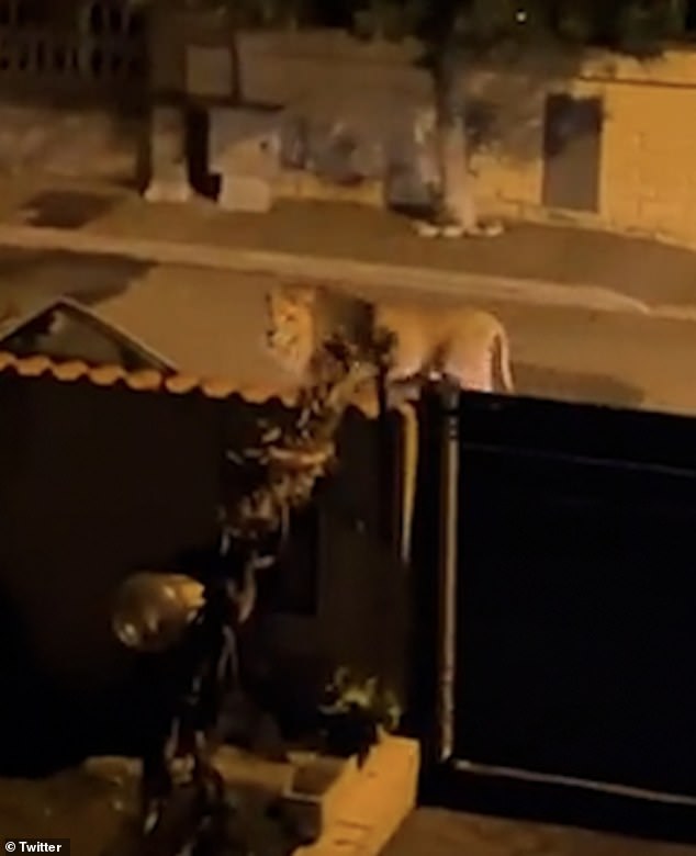 Ein verängstigter Einheimischer teilte die schockierenden Aufnahmen auf X, früher bekannt als Twitter, die das Tier beim Spaziergang durch die Straßen von Ladispoli zeigten, wo rund 40.000 Menschen leben