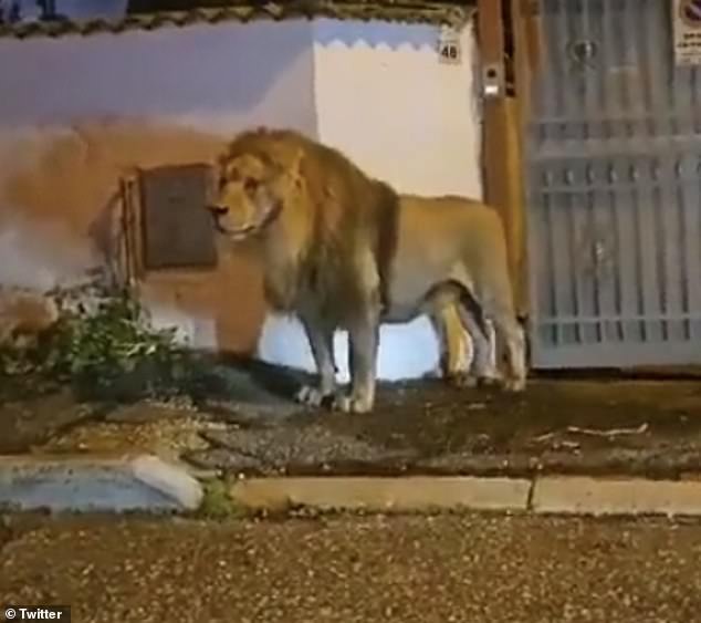 Ein schockierendes Video hat den Moment festgehalten, in dem ein entflohener Löwe lässig eine Wohnstraße in Rom entlang läuft