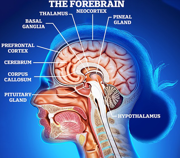 The Forebrain is the largest section of the human brain and is responsible for most of our higher thought, injuries to areas like the Corpus Callosum can have serious consequences