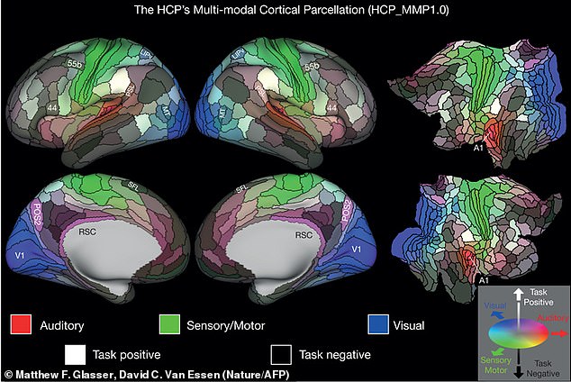 Scientists have now revealed that there are more than 180 distinct regions in the Cerebral Cortex, more than tripling the number of areas found by Brodmann