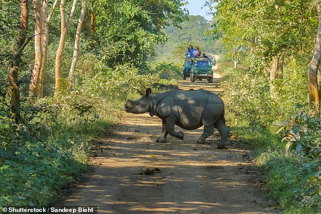 TPG says the lesser-known Indian region of Assam is perfect for visitors to experience the cultural and natural wonders of the country. Pictured is the Unesco Site of Kaziranga