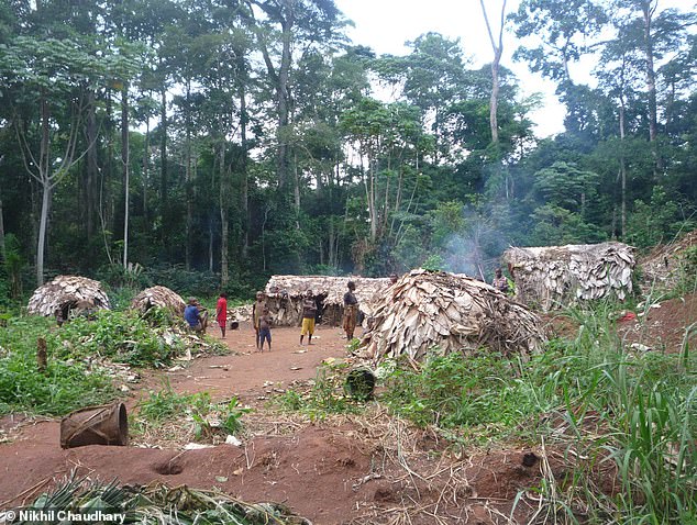 Die Mbendjele BaYaka leben im nördlichen Dschungel der Republik Kongo und sind auf die Jagd, den Fischfang, das Sammeln und das Sammeln von Honig angewiesen