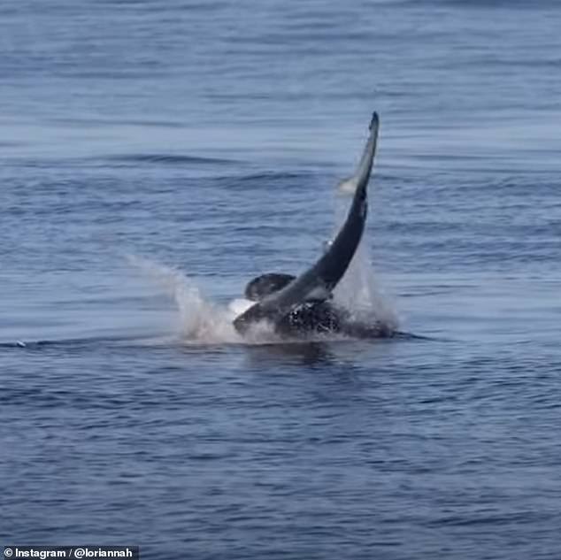 Laut Bader ziehen große Seelöwen ein Lebewesen an die Oberfläche, weil es im Freien einfacher ist, sie zu schwingen und ihrer Beute einen Bissen abzureißen