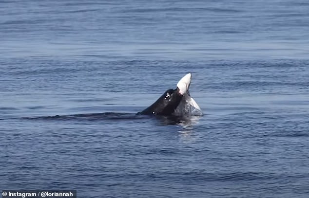 Meeresforschern zufolge frisst die Seelöwenpopulation an der Küste Kaliforniens häufiger kleine Schwarmfische wie Sardinen, auch wenn heftige Kämpfe zwischen Seelöwen und Haien nichts Ungewöhnliches sind