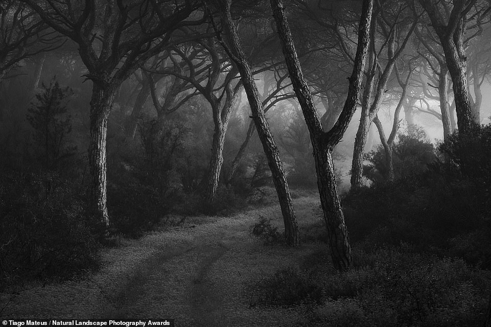 Tiago Mateus, from Almada in Portugal, was the overall winner in the Project of the Year category. His entry comprised a series of monochromatic photos dedicated to the Portuguese coastal stone pine. Tiago said: 'These trees, known for their resistance to summer drought, grow easily in weak sandy soils and heroically resist strong coastal winds and the salty air. Throughout their life, which usually can reach 150 years, they suffer countless fractures caused by storms or by the weight of their crown, which gives them striking strong personalities and, in most cases, incredible shapes that tell us the story of their lives and their fight against the elements'