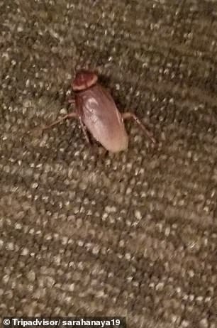 Photos posted by travelers  show cockroaches on the property