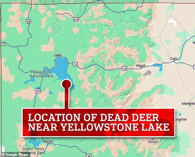 Die Leiche des infizierten Bocks wurde über ein GPS-Halsband, das letzten März für eine Populationsdynamikstudie eingerichtet wurde, bis zu einer Halbinsel am südlichen Rand des Yellowstone Lake aufgespürt